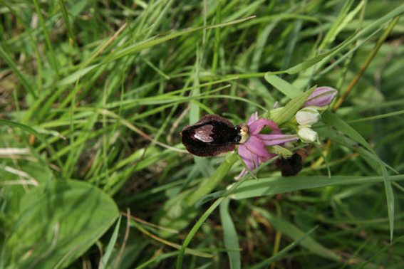 orchis magniflora